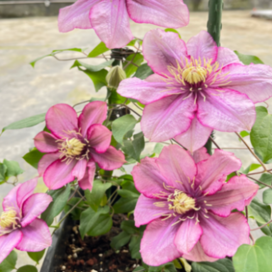 Клематис гибридный Парадисо